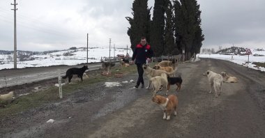 Stray dogs abandoned in mountainous areas, Samsun, Turkey, March 23, 2022. (IHA Photo)