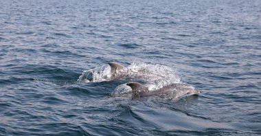 Dolphins are seen swimming off the coast of Mudanya district, in Bursa, northwestern Turkey, March 25, 2022. (İHA PHOTO)