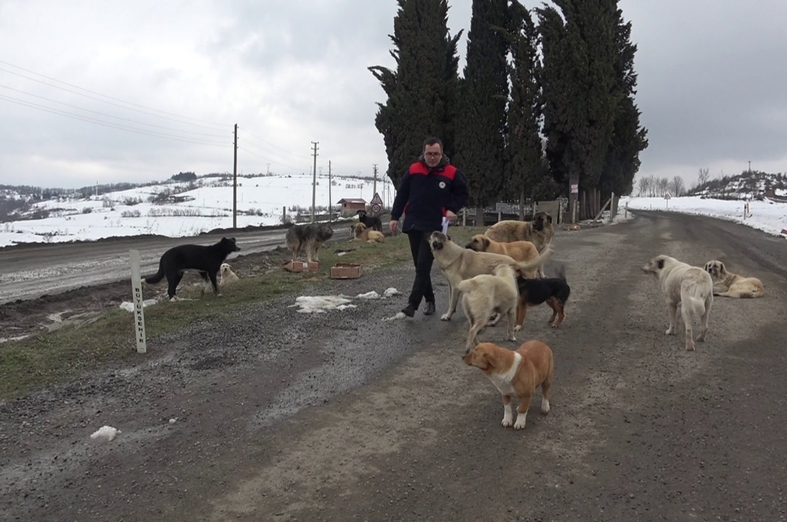 Stray dogs abandoned in mountainous areas, Samsun, Turkey, March 23, 2022. (IHA Photo)