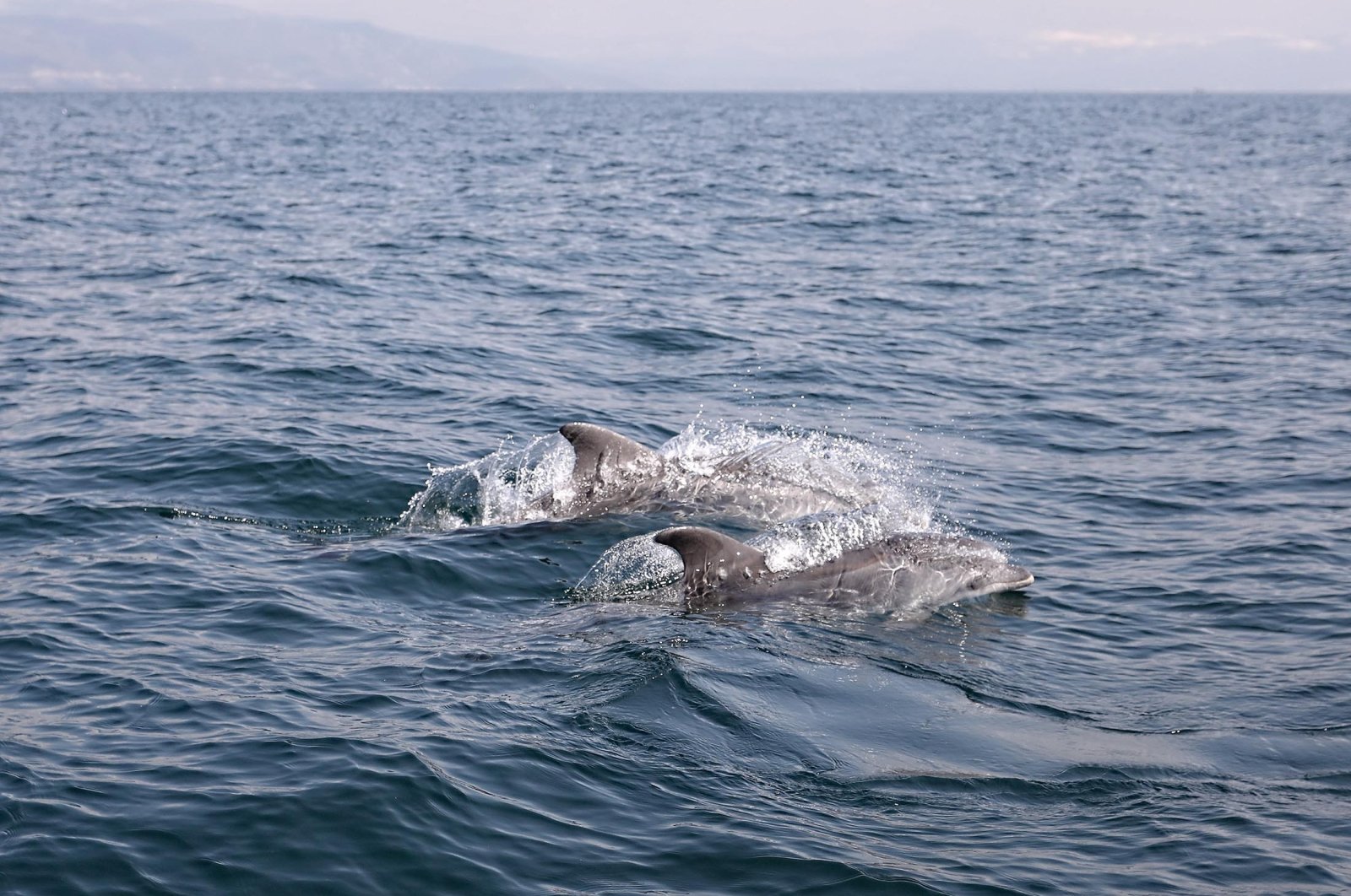Dolphins are seen swimming off the coast of Mudanya district, in Bursa, northwestern Turkey, March 25, 2022. (İHA PHOTO)