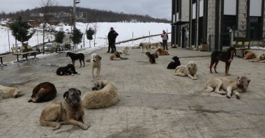 A pack of stray dogs rests in the Ilkadım district of Samsun province, northern Turkey, March 23, 2022. (IHA PHOTO)