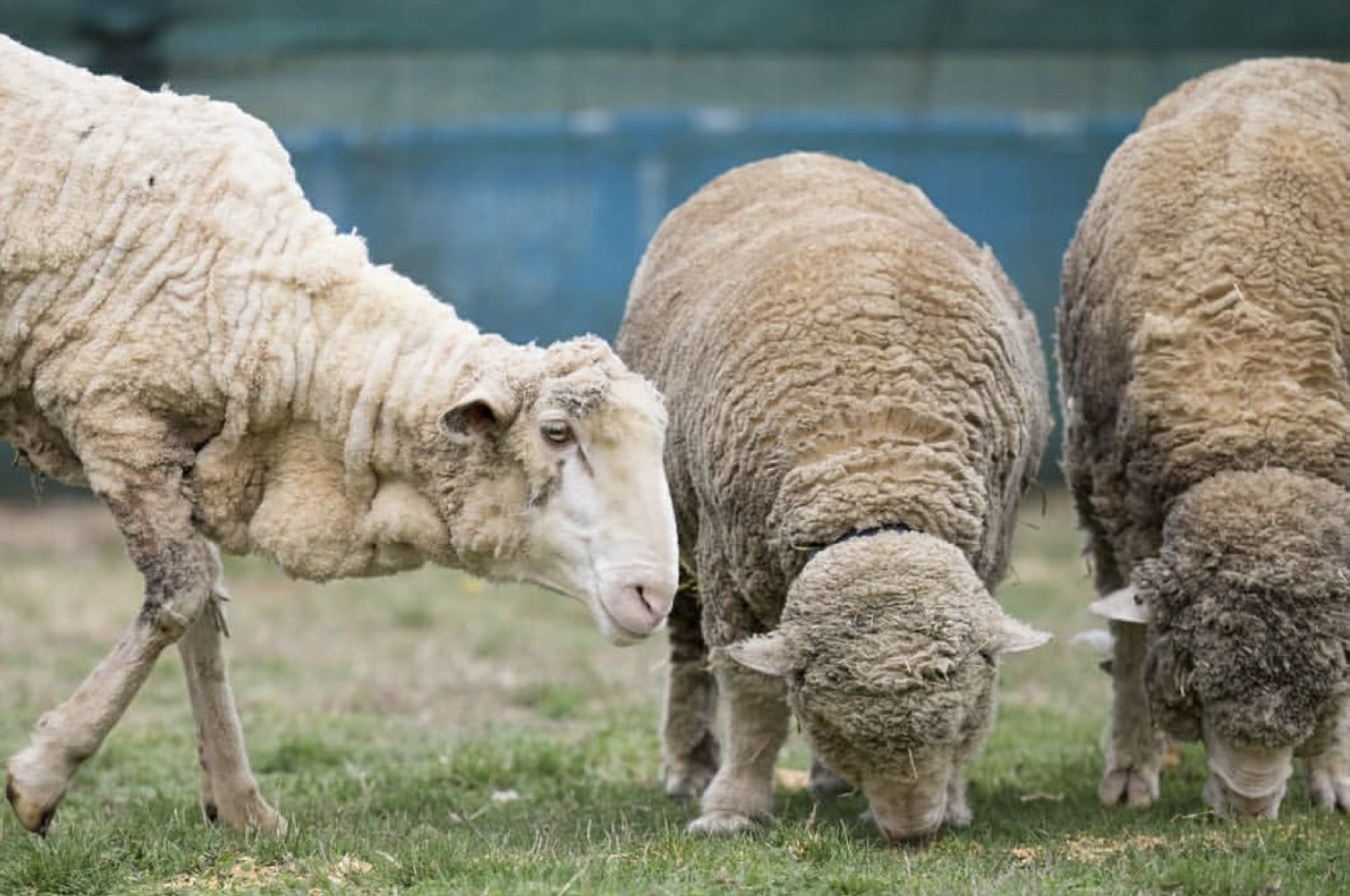 Domba yang hilang mendapat kesempatan hidup baru setelah kehilangan 40 kg bulu domba