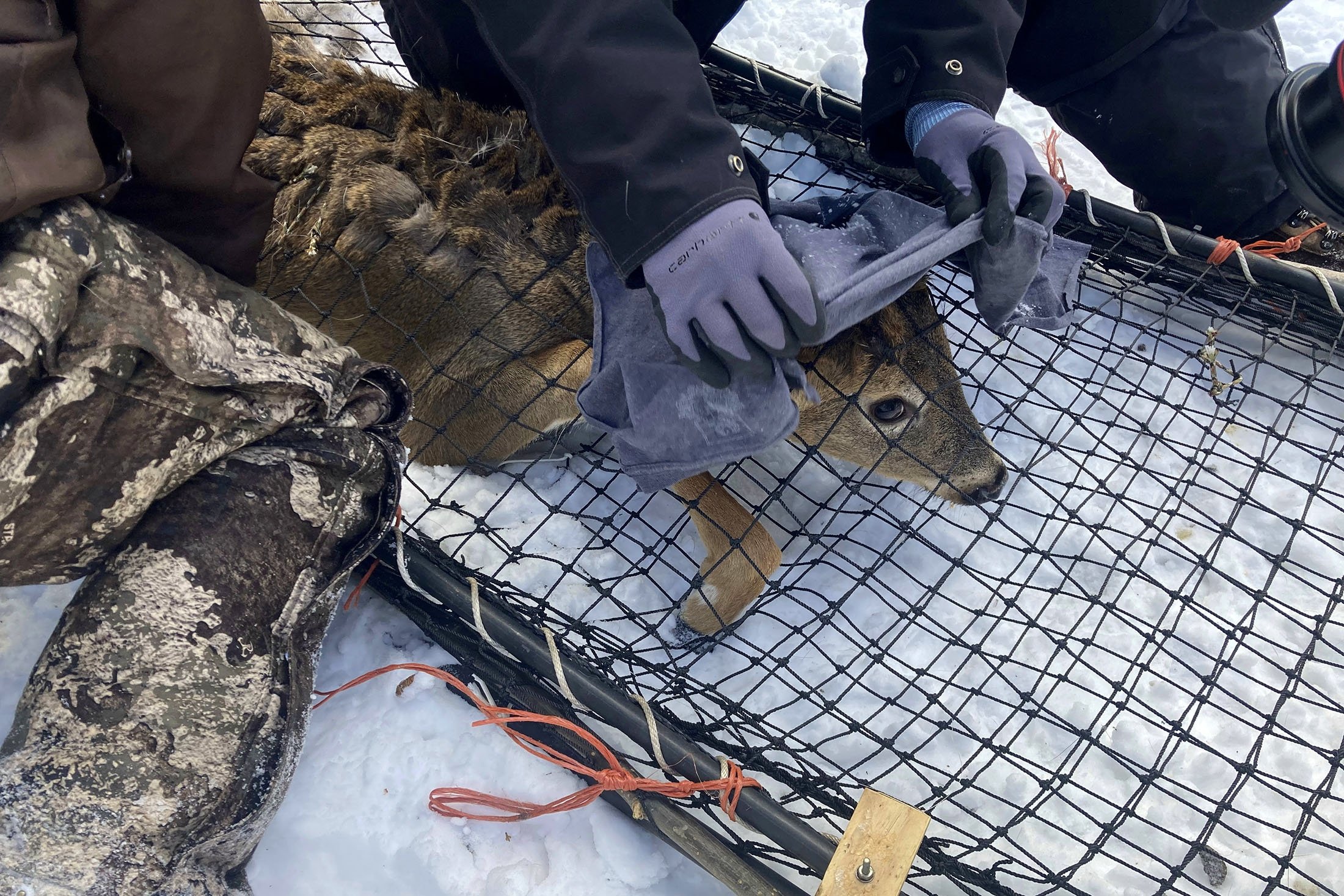 Tim satwa liar menutupi kepala rusa muda dengan kain untuk membantu menenangkannya sebelum menguji rusa untuk virus corona dan mengambil sampel biologis lainnya, di Grand Portage, Minnesota, AS, 2 Maret 2022. (AP Photo)