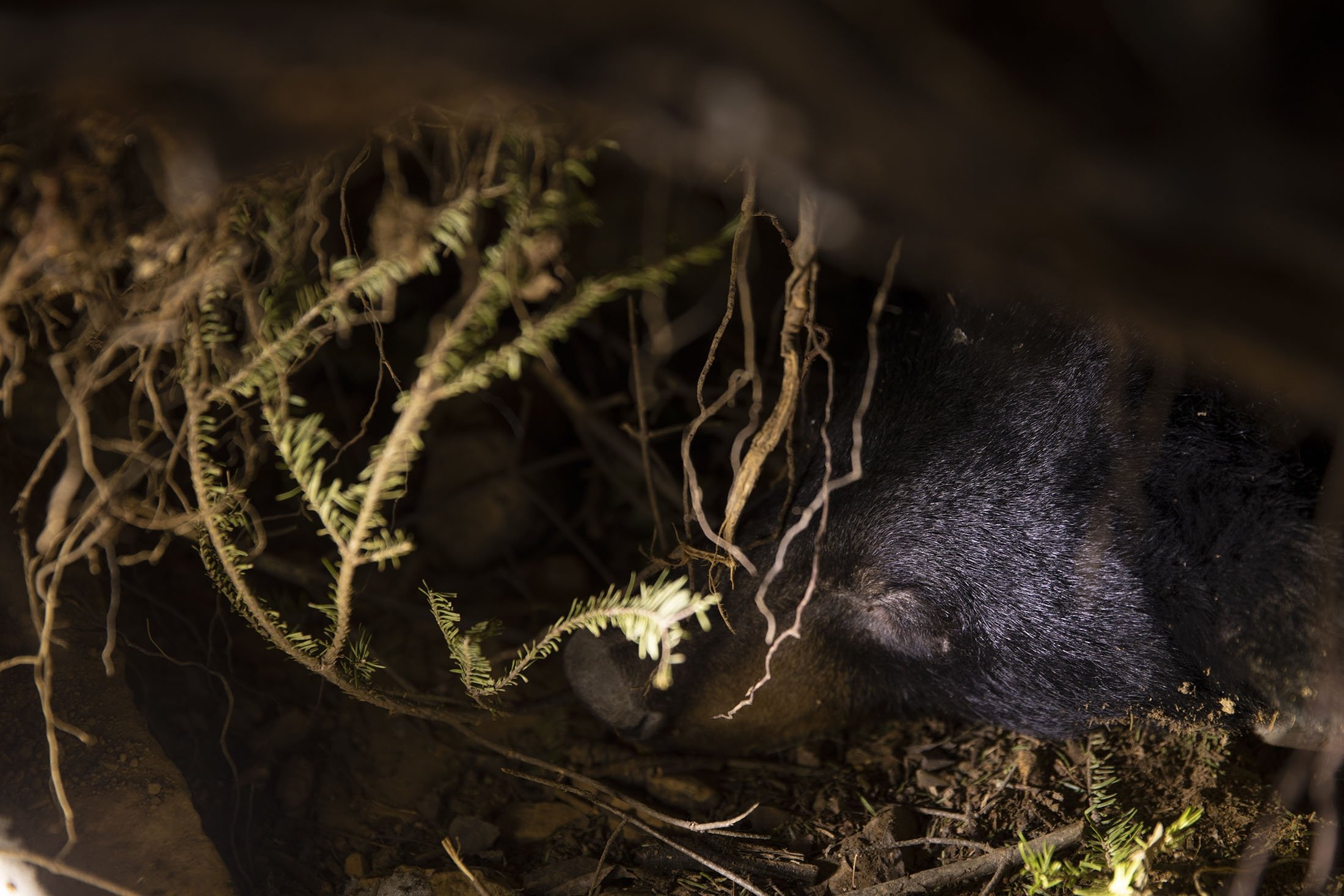 Seekor beruang hibernasi di sarang, di Grand Portage, Minnesota, AS, 2 Maret 2022. (AP Photo)