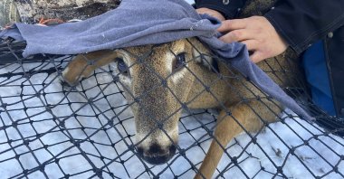 A young buck peaks out from under a blanket while in a Clover deer trap, in Grand Portage, Minnesota, U.S., March 2, 2022. (AP Photo)