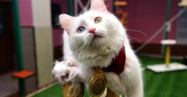 Mia, a Van cat that won the "Van Cat Beauty Contest," plays around in her quarters, in Van, Turkey, March 30, 2022. (DHA Photo)