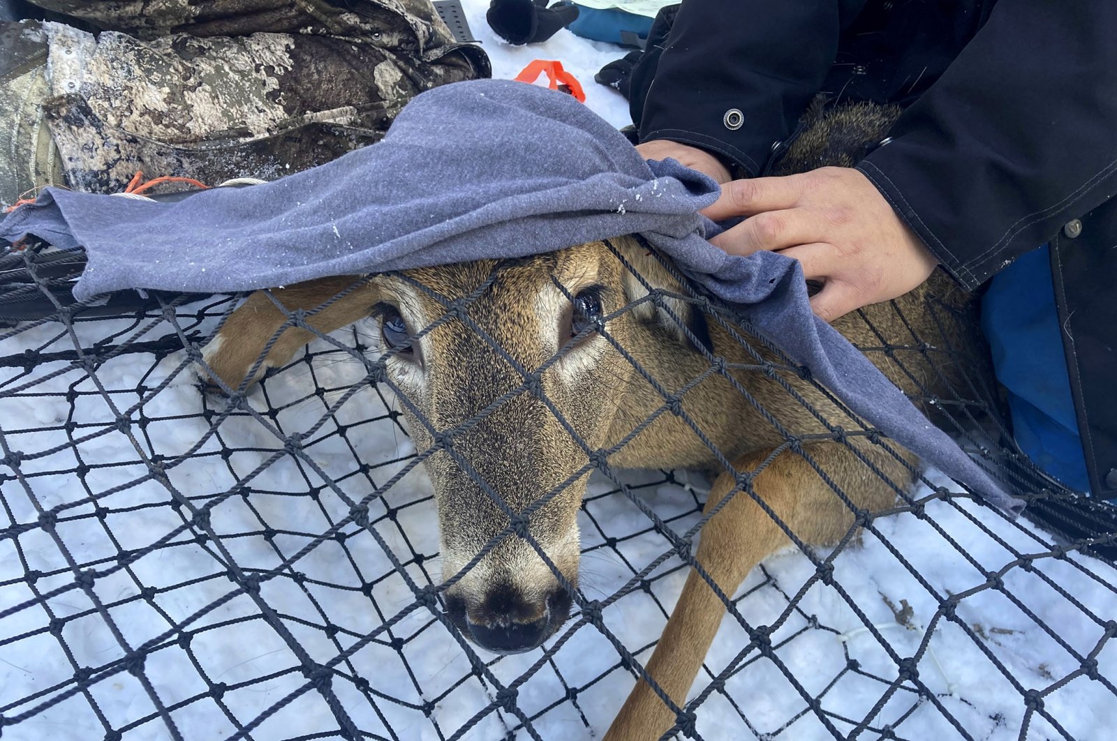 A young buck peaks out from under a blanket while in a Clover deer trap, in Grand Portage, Minnesota, U.S., March 2, 2022. (AP Photo)