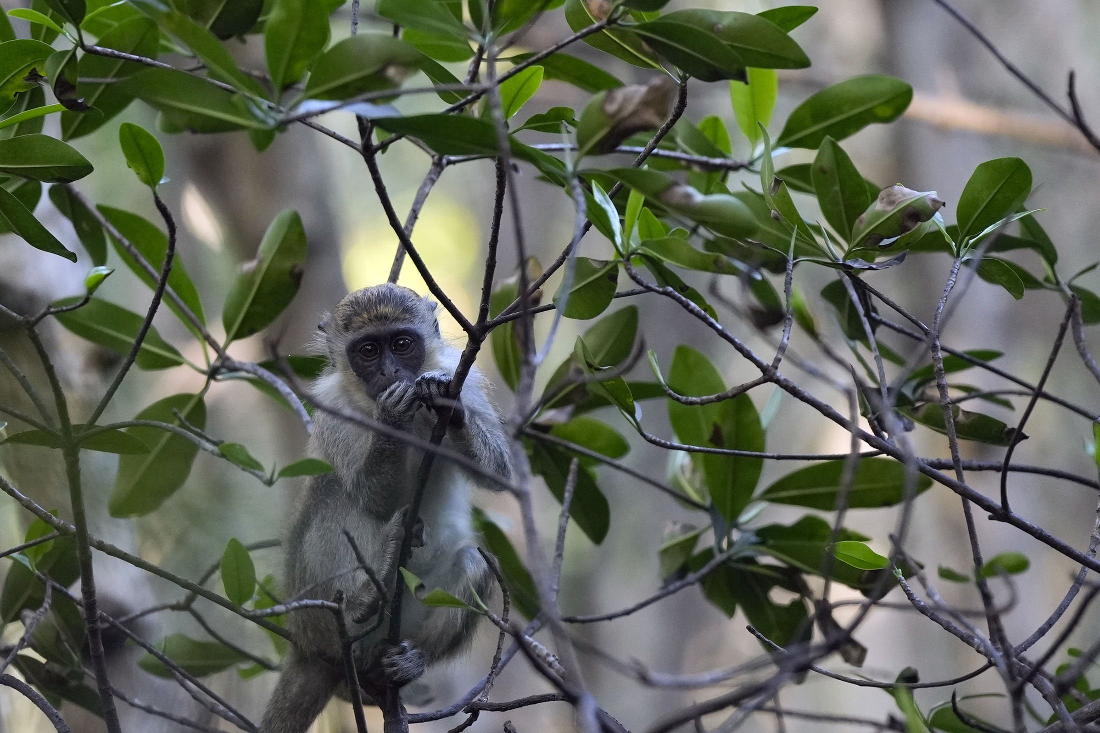 Bella, bayi betina, makan sambil berpegangan pada dahan di hutan bakau rawa tempat koloni monyet vervetnya tinggal, di Dania Beach, Florida, AS, 1 Maret 2022. (AP Photo)