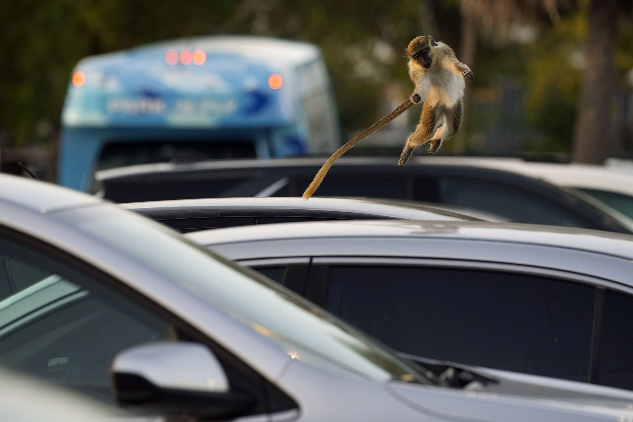 Monyet vervet betina muda Siggy melompat dari mobil ke mobil di tempat parkir Park 'N Fly yang bersebelahan dengan cagar alam rawa bakau tempat koloni monyet itu tinggal, di Dania Beach, Florida, AS, 1 Maret 2022. (AP Photo)
