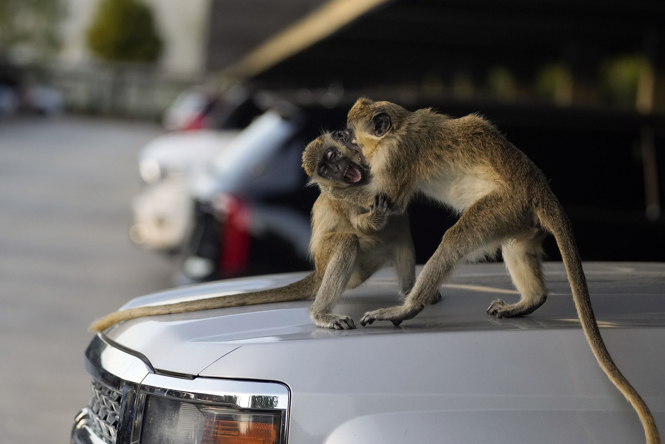 Monyet Vervet Higgins, kiri, dan Andor berkelahi main-main di atas mobil di tempat parkir Park 'N Fly yang terletak bersebelahan dengan cagar alam rawa bakau tempat koloni monyet itu tinggal, di Dania Beach, Florida, AS, 1 Maret 2022. (AP Foto)