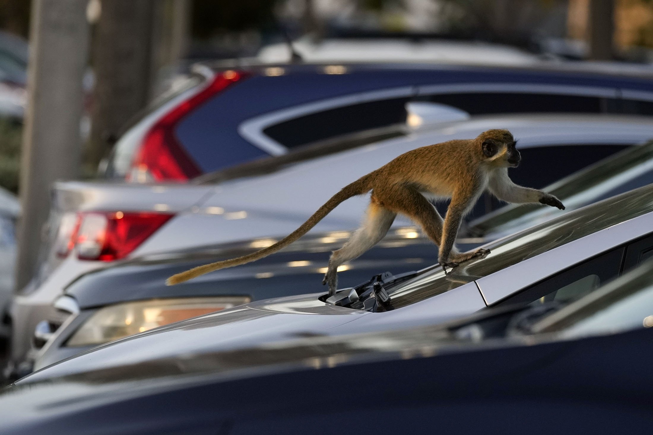 Seekor monyet vervet berjalan di atas mobil yang diparkir di lapangan bandara Park 'N Fly yang terletak berdekatan dengan cagar alam bakau tempat koloni monyet itu tinggal, di Pantai Dania, Florida, AS, 1 Maret 2022. (AP Photo)