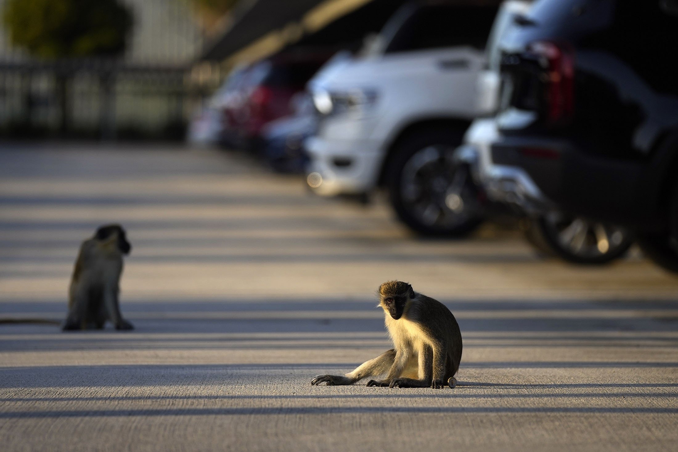 Seekor jantan muda bermain dengan tutup botol, di lapangan bandara Park 'N Fly yang berdekatan dengan cagar alam bakau tempat tinggal koloni monyet vervet, di Dania Beach, Florida, AS, 1 Maret 2022. (AP Photo)