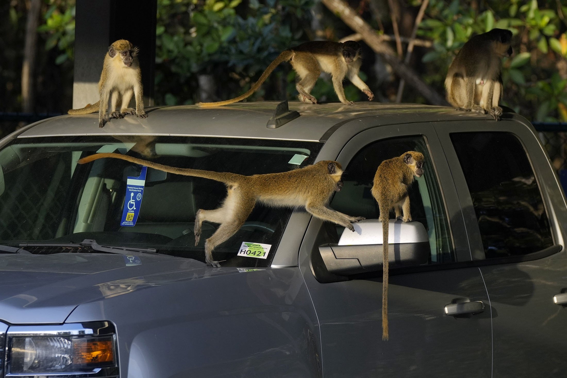 Monyet vervet bermain di atas mobil yang diparkir di lapangan bandara Park 'N Fly yang terletak bersebelahan dengan cagar alam bakau tempat tinggal koloni monyet, di Dania Beach, Florida, AS, 1 Maret 2022. (AP Photo)