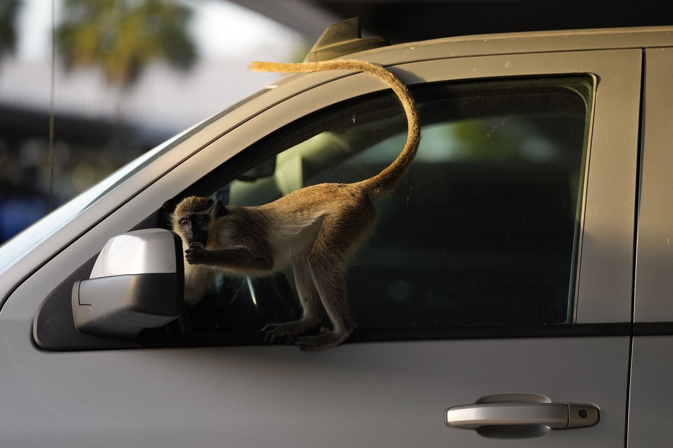 Seorang laki-laki remaja melihat bayangannya di kaca samping mobil yang diparkir saat dia bermain dengan tutup botol, di lapangan bandara Park 'N Fly yang berdekatan dengan cagar bakau tempat koloni monyet vervetnya tinggal, di Dania Beach, Florida, AS , 1 Maret 2022. (AP Photo)