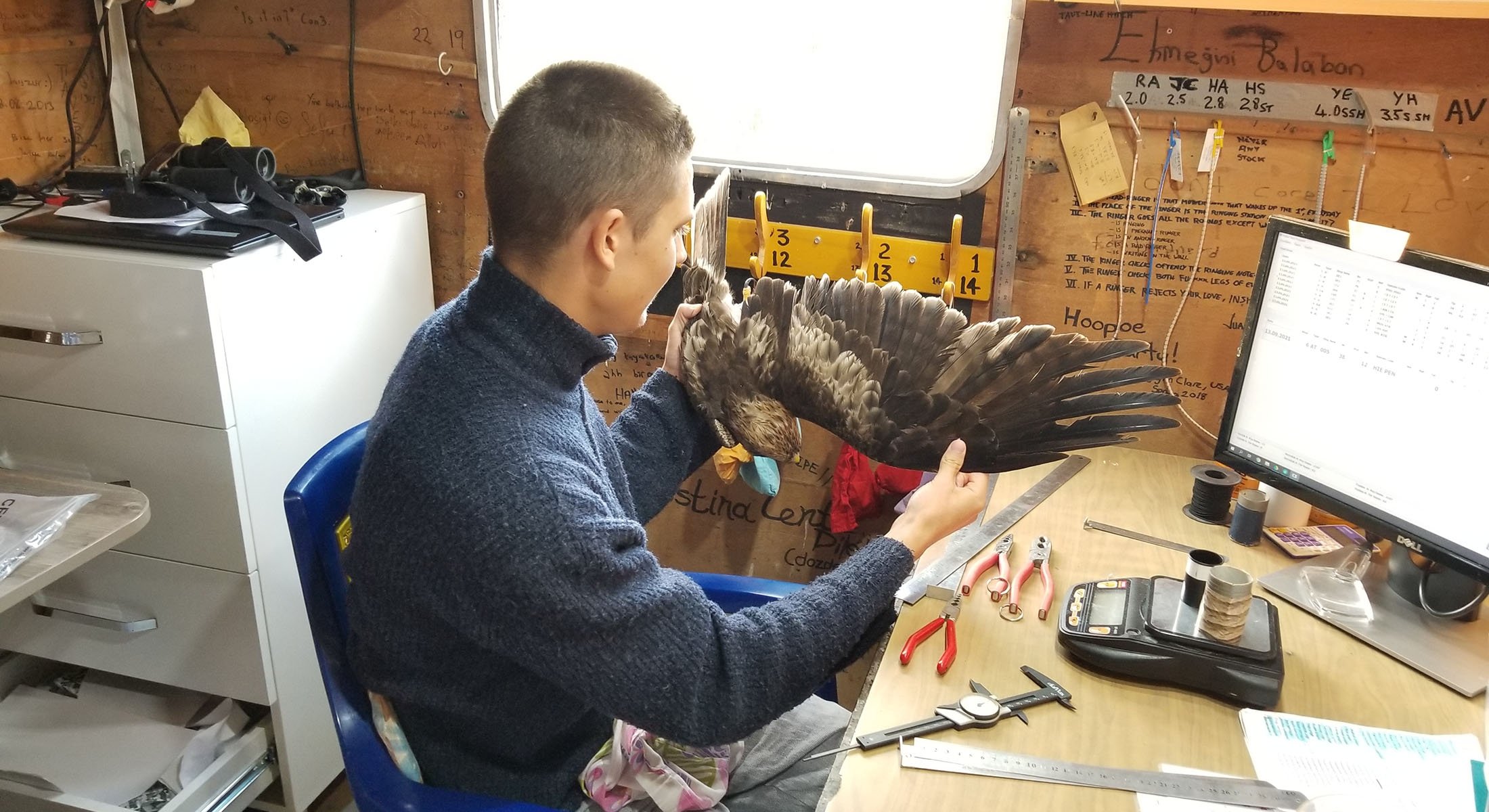 Seekor elang boot terlihat di Aras Bird Research Center, di Iğdır, Turki, dalam foto yang diperoleh pada 29 Maret 2022. (AA Photo)