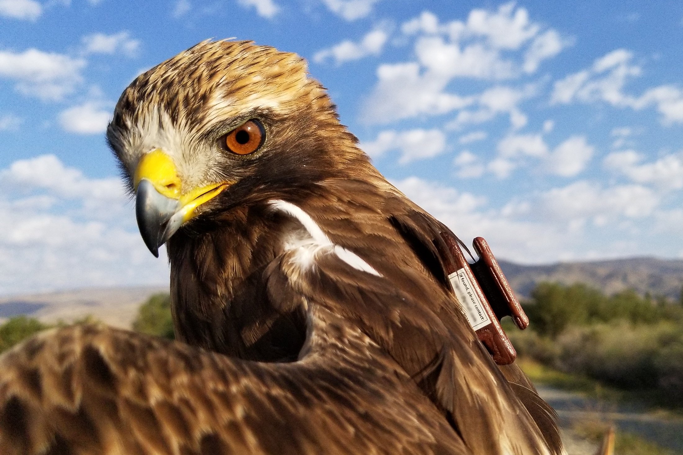 Seekor elang boot dengan pelacak di punggungnya terlihat di Aras Bird Research Center, di Iğdır, Turki, dalam foto ini diperoleh pada 29 Maret 2022. (AA Photo)