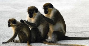 Female vervet monkeys Bella (L), Snow White (C), and Olivia groom each other in the Park &#039;N Fly airport lot adjacent to the mangrove preserve where the vervet monkey colony lives, in Dania Beach, Florida, U.S., March 1, 2022. (AP Photo)