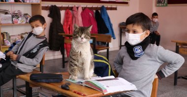 Sleepyhead the cat sits on a desk in the classroom, in Manisa, western Turkey, March 30, 2022. (AA PHOTO)
