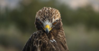 A booted eagle is seen at Aras Bird Research Center, in Iğdır, Turkey, in this photo obtained on March 29, 2022. (AA Photo)