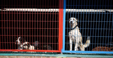 Stray dogs at a rehabilitation center in Istanbul, Turkey, March 30, 2022. (AA PHOTO)