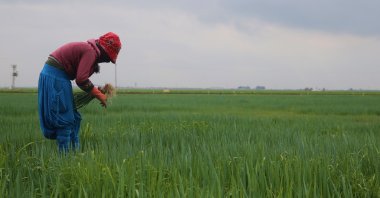 A worker is seen harvesting at a farm in the Kızıltepe district of southeastern Mardin province, Turkey, March 8, 2022. (AA Photo)
