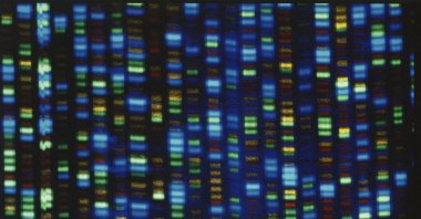 Output from a DNA sequencer is seen in this undated image made available by the National Human Genome Research Institute. (NHGRI via AP)