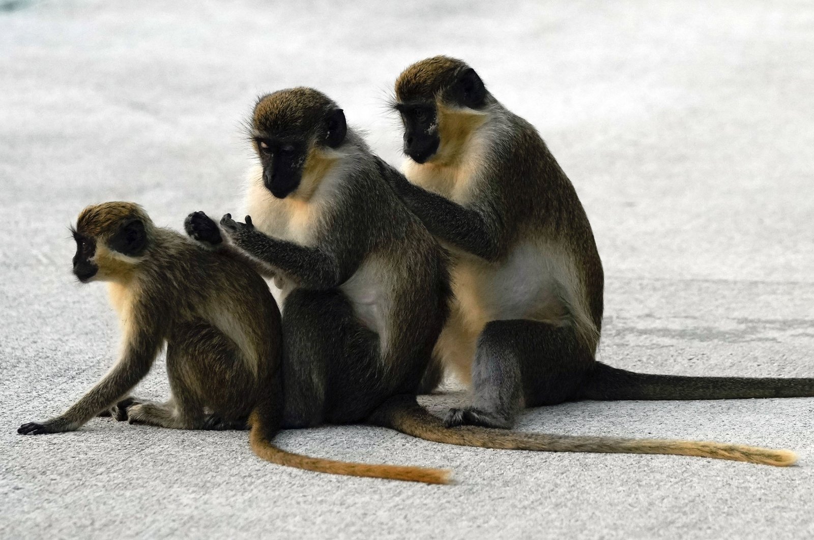 Female vervet monkeys Bella (L), Snow White (C), and Olivia groom each other in the Park &#039;N Fly airport lot adjacent to the mangrove preserve where the vervet monkey colony lives, in Dania Beach, Florida, U.S., March 1, 2022. (AP Photo)