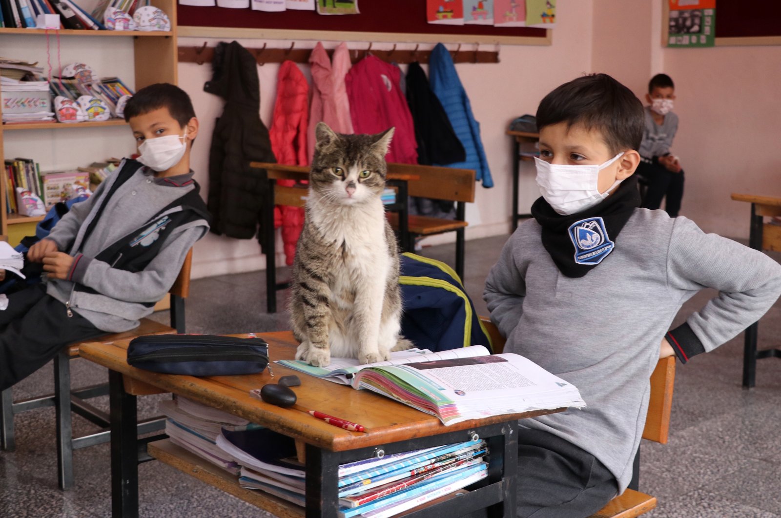 Sleepyhead the cat sits on a desk in the classroom, in Manisa, western Turkey, March 30, 2022. (AA PHOTO)