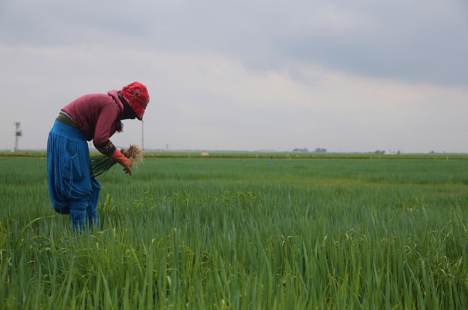 A worker is seen harvesting at a farm in the Kızıltepe district of southeastern Mardin province, Turkey, March 8, 2022. (AA Photo)