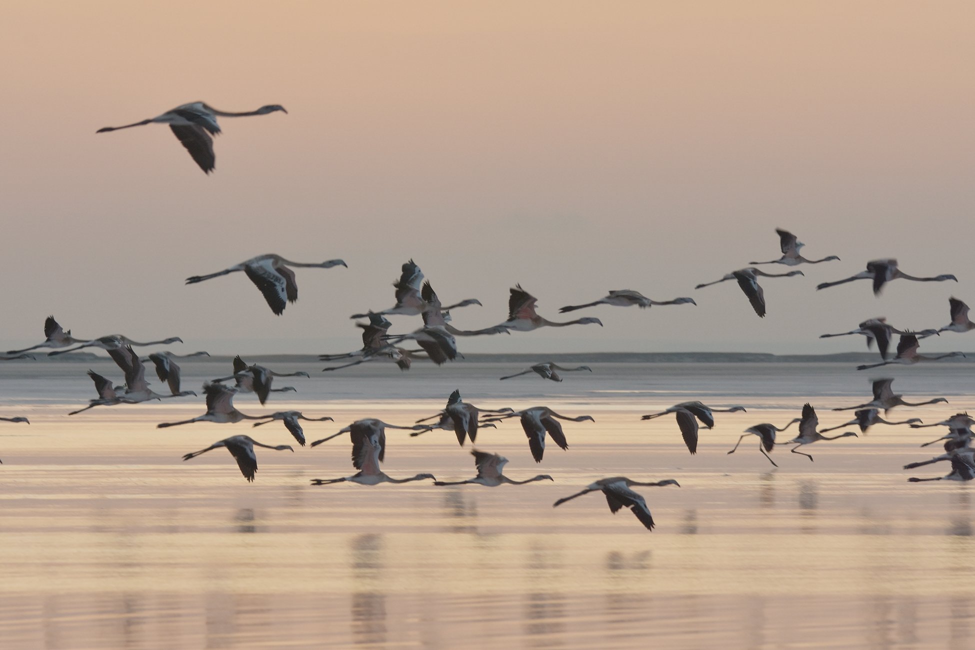 Flamingo sudah mulai berdatangan di Danau Tuz, Aksaray, Turki, 31 Maret 2022. (DHA Photo)