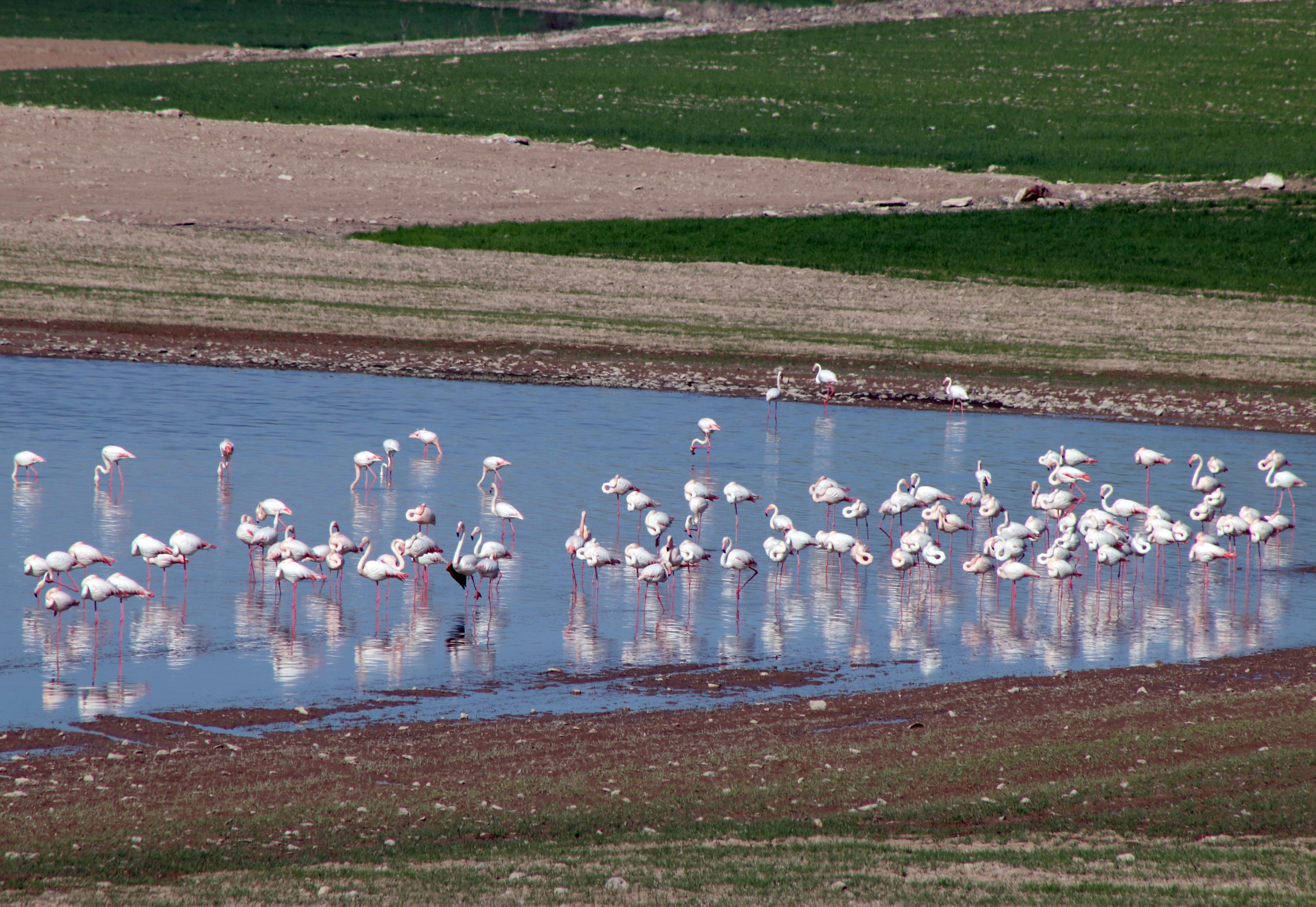 Flamingo sudah mulai berdatangan di Danau Tuz, Aksaray, Turki, 31 Maret 2022. Foto AA)