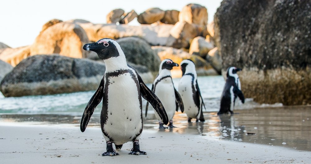 Penguin Afrika di pantai berpasir, Cape Town, Afrika Selatan.  (Foto Shutterstock)