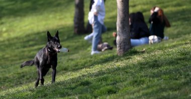 Raven runs in a park with a plastic bottle in its mouth, in Istanbul, Turkey, April 1, 2022. (AA PHOTO)