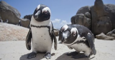 African Penguins on a sandy beach, Cape Town, South Africa. (Shutterstock Photo)