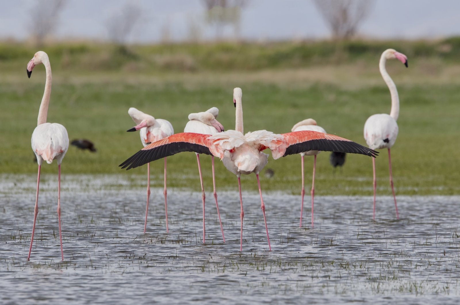 Berdiri tegak: Flamingo tamu tiba di Danau Tuz Turki