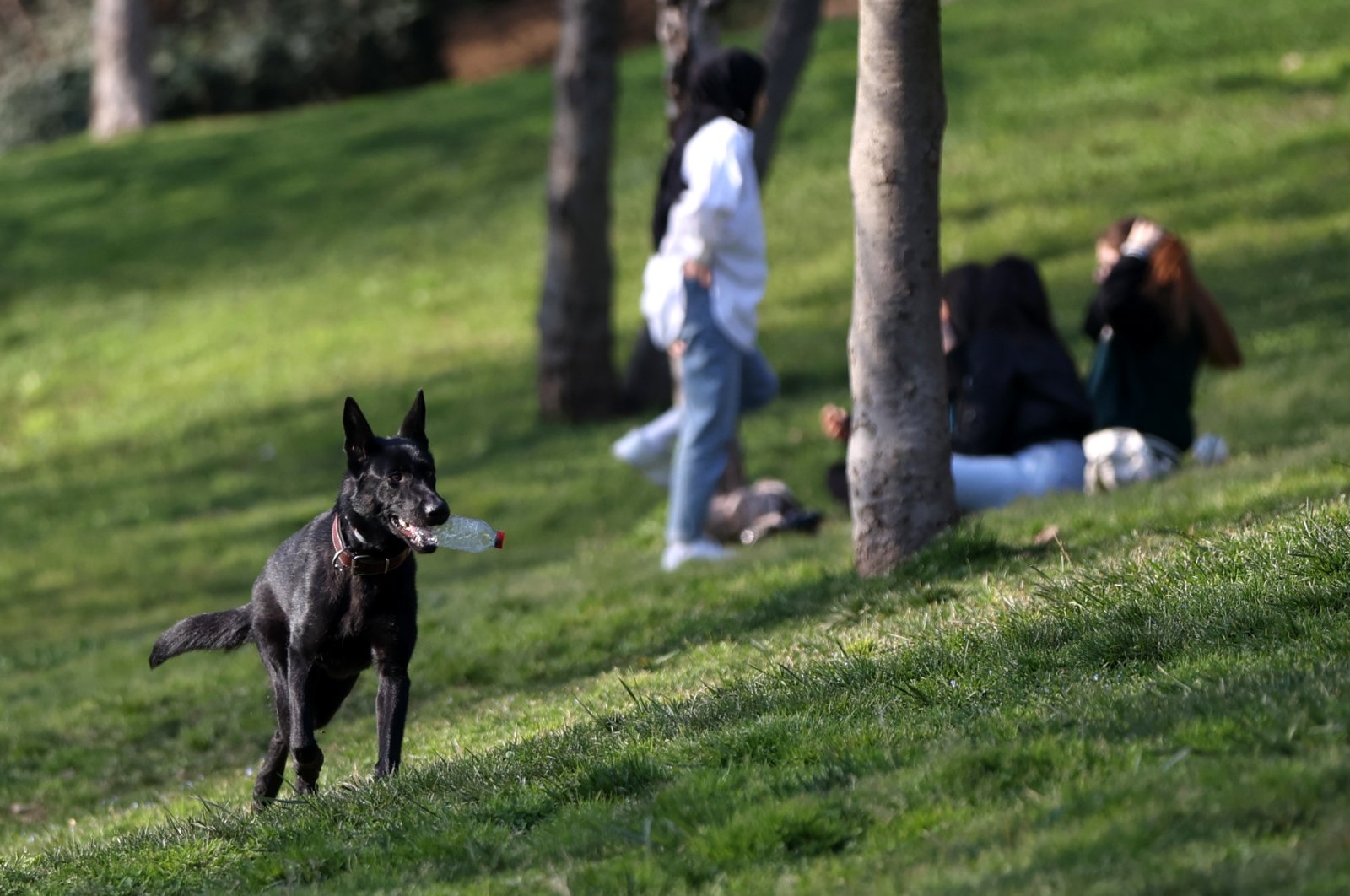 Raven runs in a park with a plastic bottle in its mouth, in Istanbul, Turkey, April 1, 2022. (AA PHOTO)