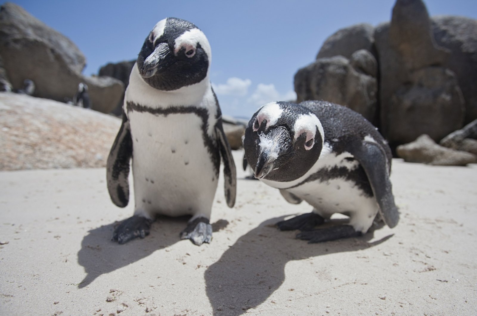 Penguin Afrika yang terancam punah kemungkinan akan segera punah