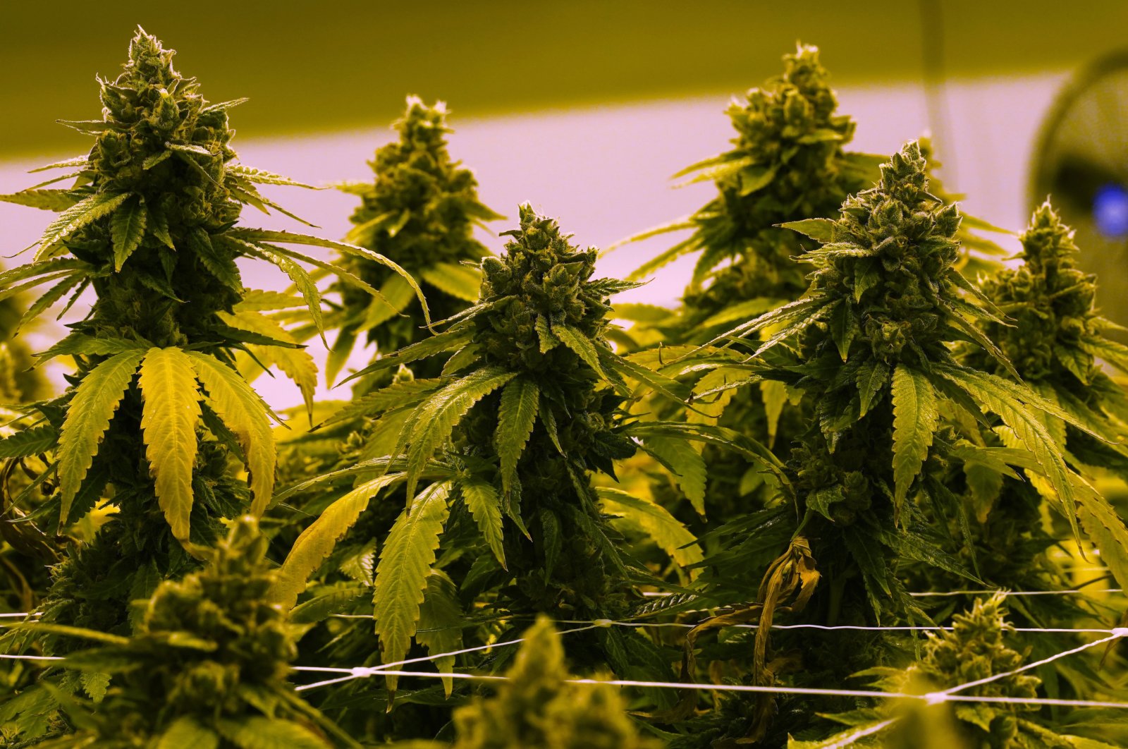 A cannabis plant that is close to harvest grows in a grow room at the Greenleaf Medical Cannabis facility in Richmond, Virginia, U.S., June 17, 2021. (AP Photo)