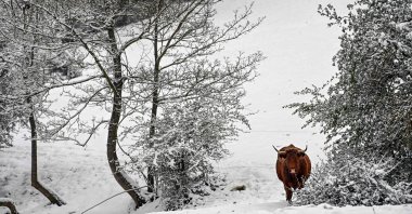 Cows graze on a snow-covered field at the Monts d&#039;or near Lyon, France, April 1, 2022. (AFP Photo)