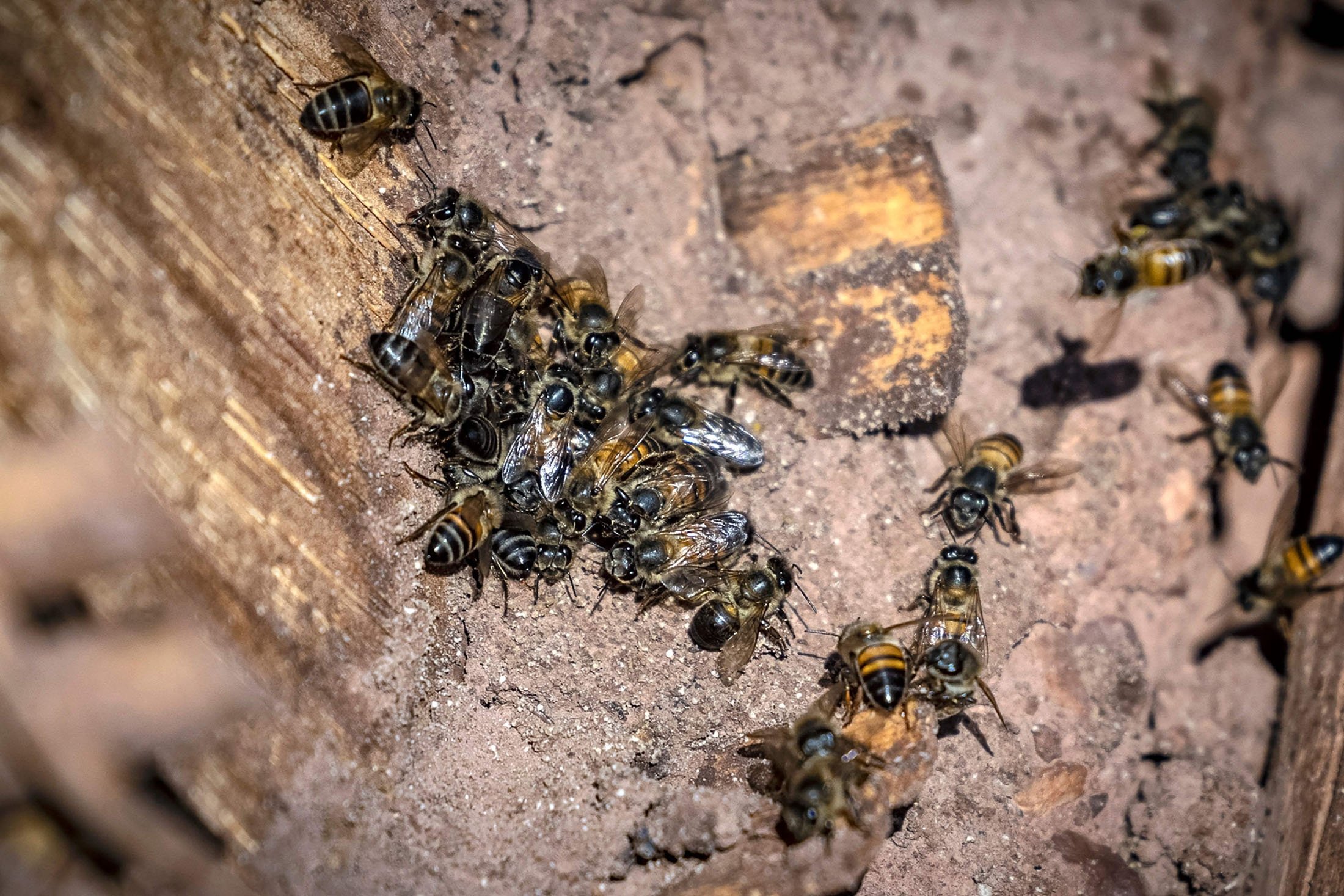 Lebah dapat dilihat di Inzerki Apiary di desa Inzerki, di lereng bukit di jantung Cagar Biosfer Arganeraie, barat daya ibu kota Rabat, Maroko, 18 Februari 2022. (AFP Photo)