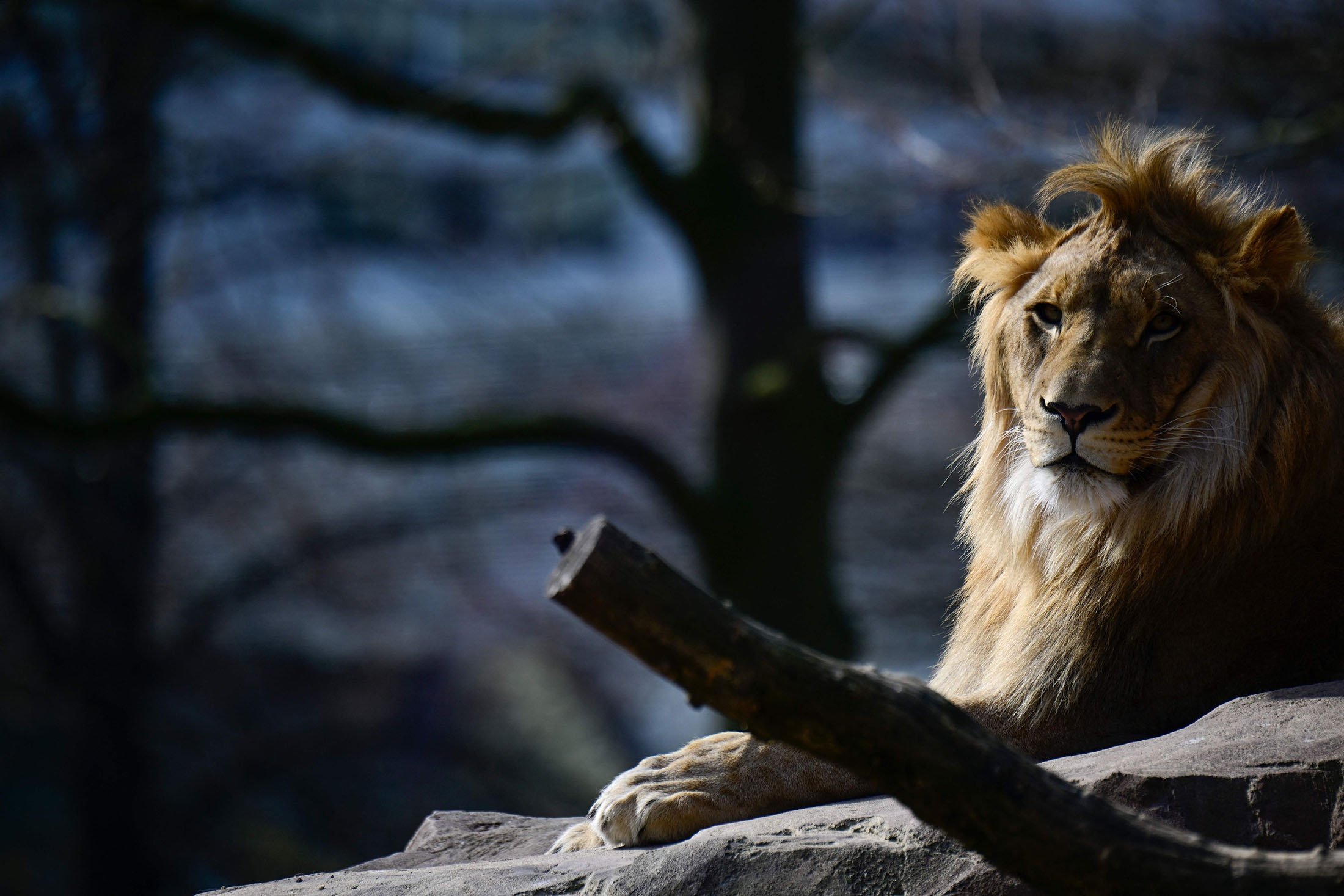 Seekor singa beristirahat di kandangnya di kebun binatang Berlin, di Berlin, Jerman, 29 Maret 2022. (AFP Photo)