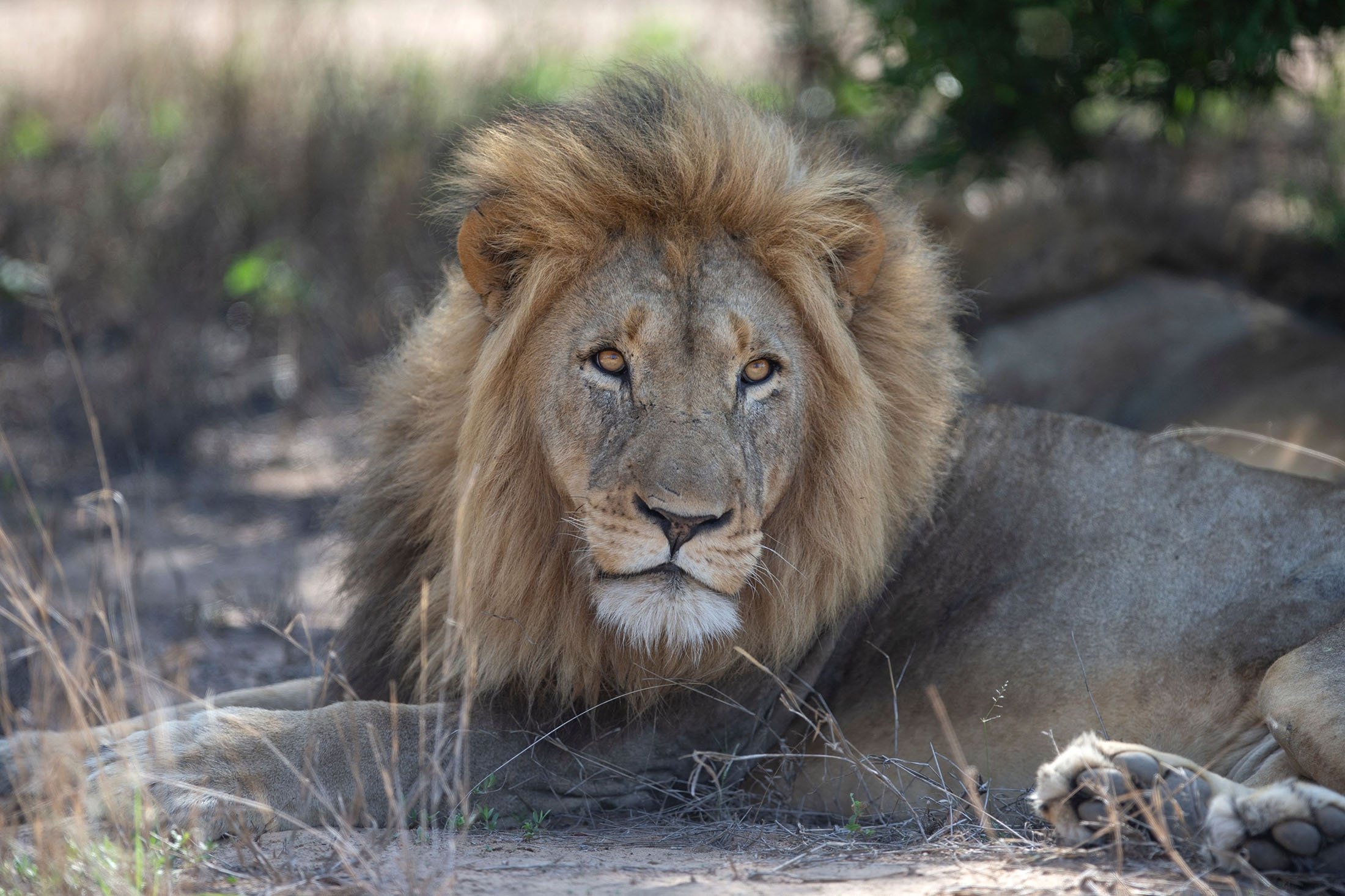 Seekor singa beristirahat di bawah pohon di Rietspruit Game Reserve di Hoedspruit, Afrika Selatan, 2 Desember 2021. (AFP Photo)