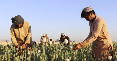 Afghan farmers harvest poppy in the Nad Ali district, Helmand province, Afghanistan, Friday, April 1, 2022. (AP Photo)