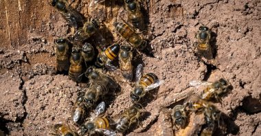 Bees can be seen at the Inzerki Apiary in the village of Inzerki, at a hillside in the heart of the Arganeraie Biosphere Reserve, southwest of the capital Rabat, Morocco, Feb. 18, 2022. (AFP Photo)