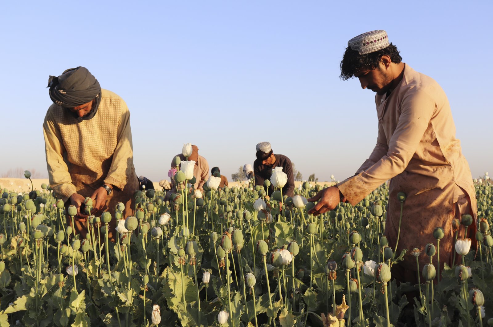 Afghan farmers harvest poppy in the Nad Ali district, Helmand province, Afghanistan, Friday, April 1, 2022. (AP Photo)