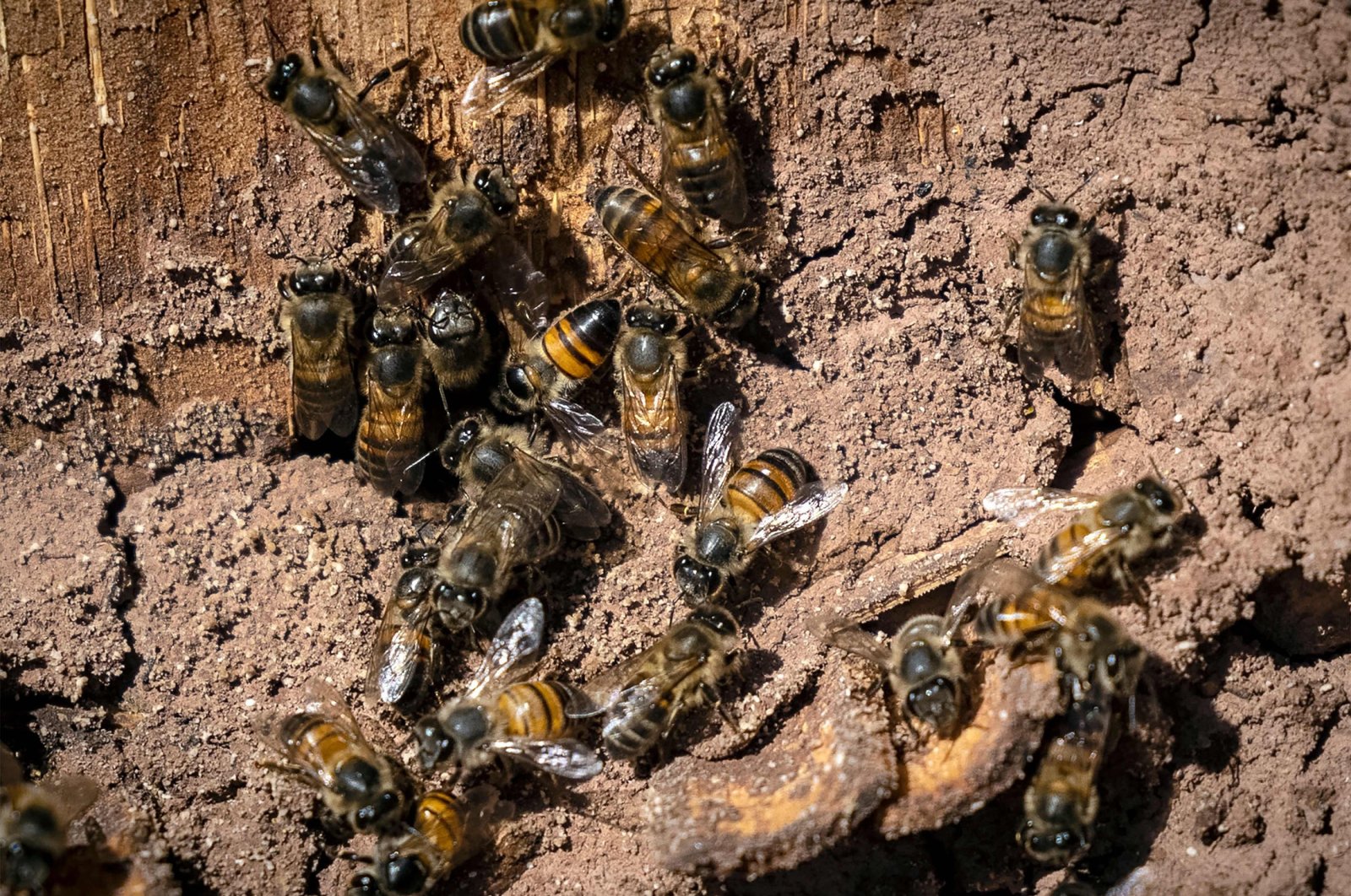 Bees can be seen at the Inzerki Apiary in the village of Inzerki, at a hillside in the heart of the Arganeraie Biosphere Reserve, southwest of the capital Rabat, Morocco, Feb. 18, 2022. (AFP Photo)