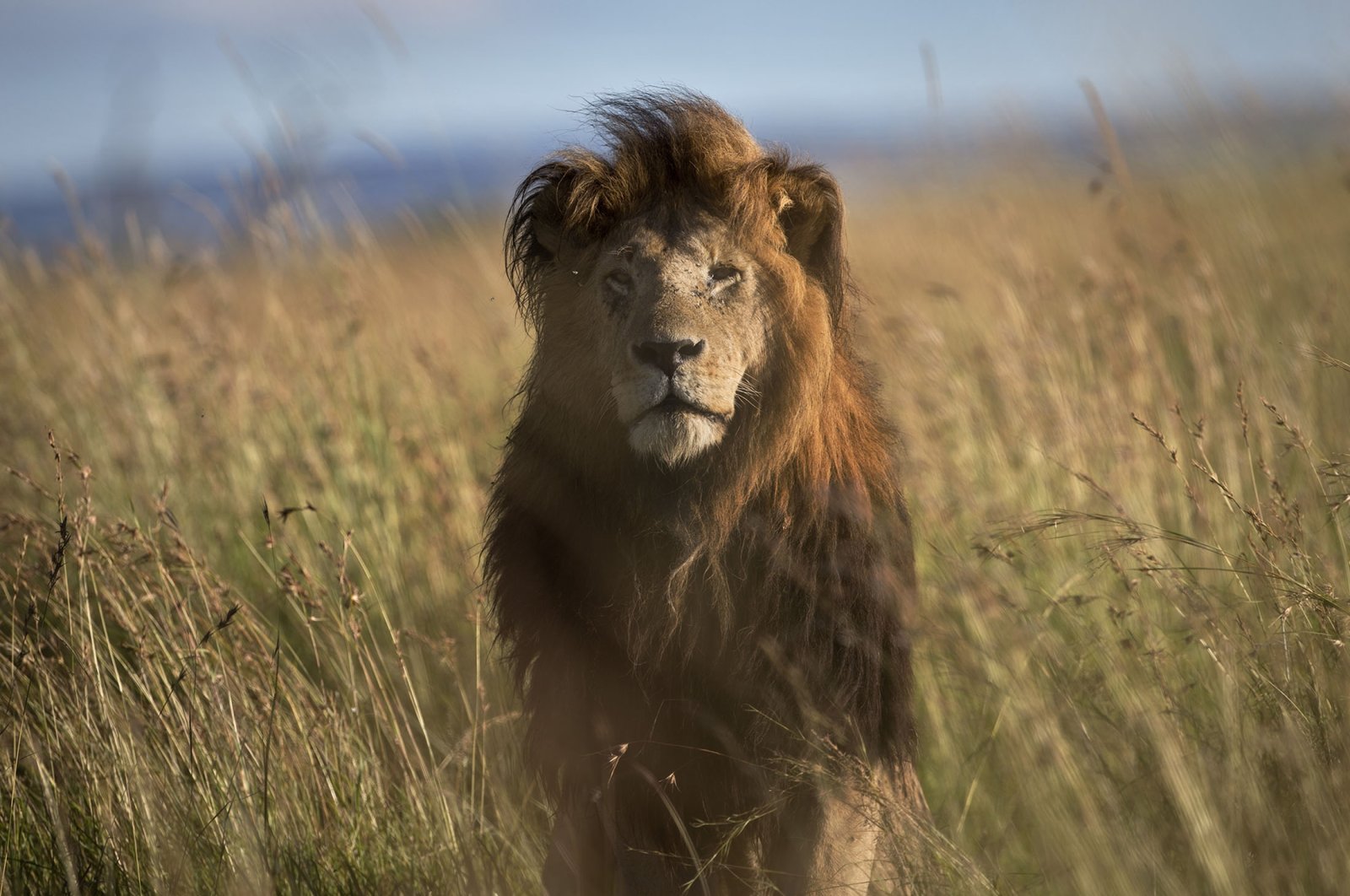 An old male lion raises his head above the long grass in the early morning, in the savannah of the Maasai Mara, south-western Kenya, July 7, 2015. (AP Photo)