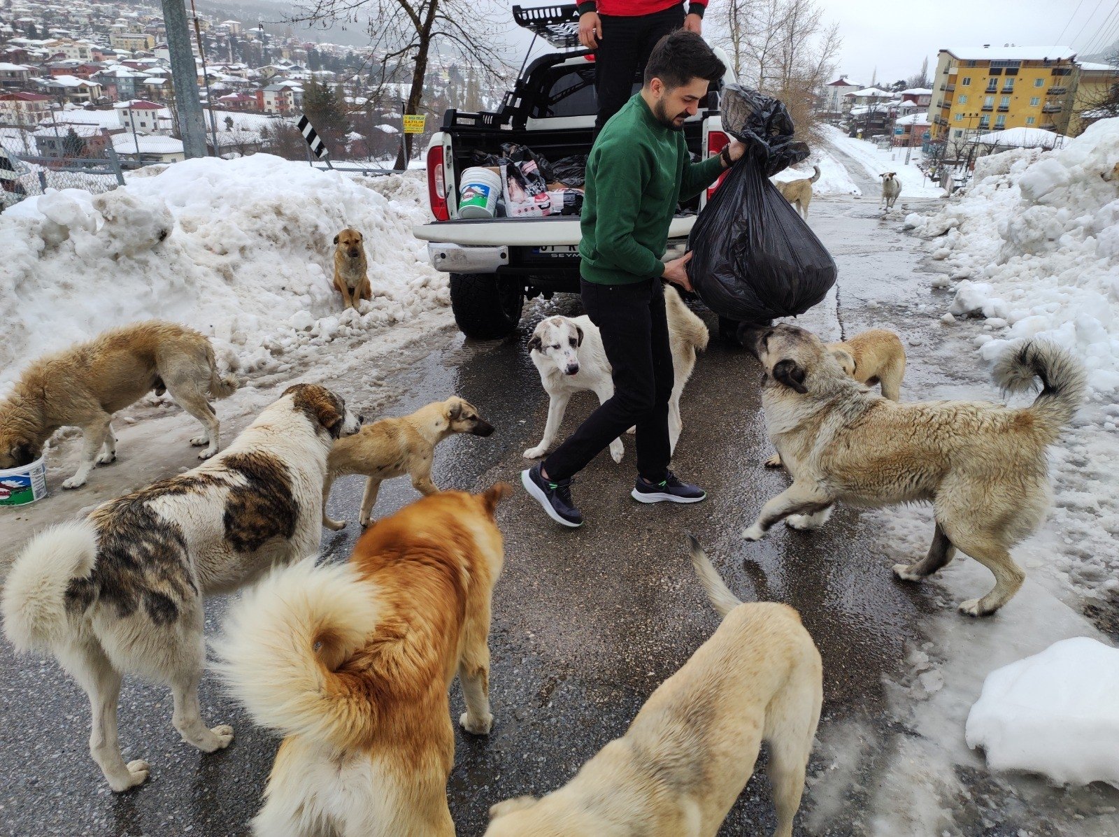 A person feeds stray dogs, Adana, Turkey, April 4, 2022. (IHA Photo)