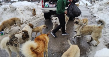 A person feeds stray dogs, Adana, Turkey, April 4, 2022. (IHA Photo)