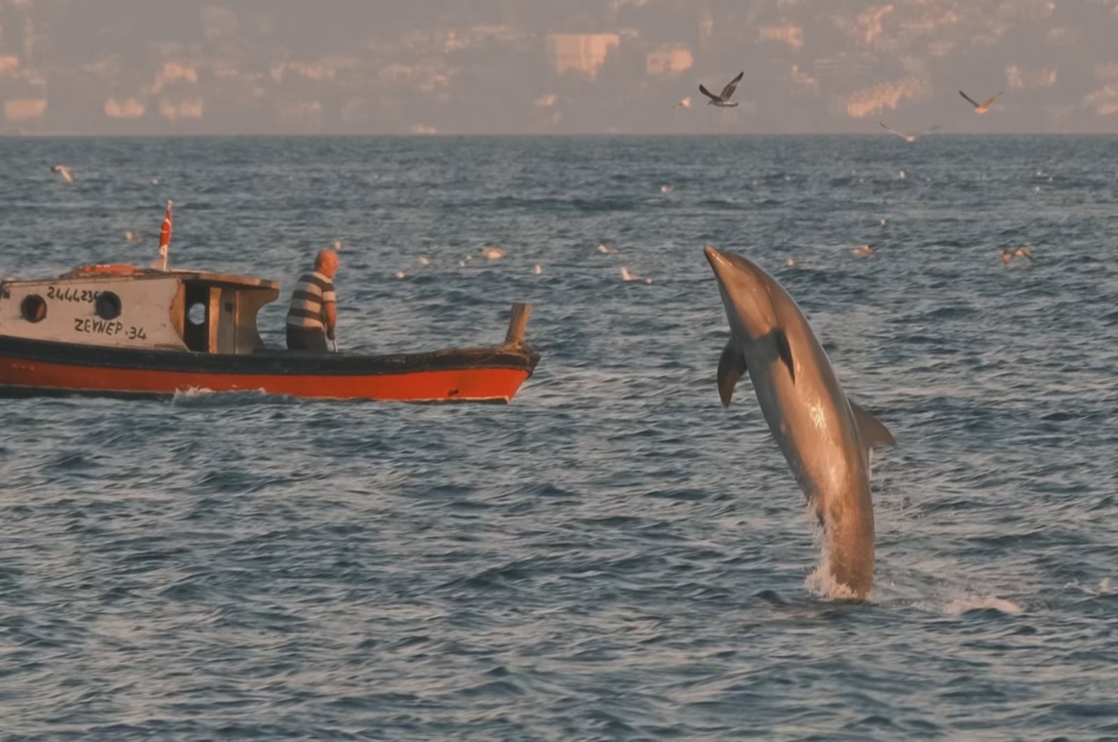 A dolphin is seen swimming off the Bosporus, in Istanbul, northwestern Turkey, April 4, 2022. (IHA Photo)